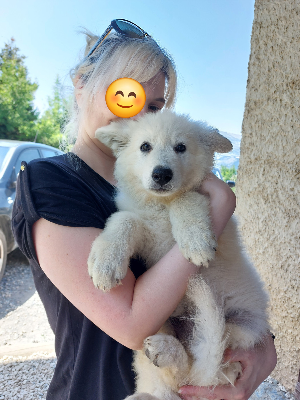 Disponibilités des chiots