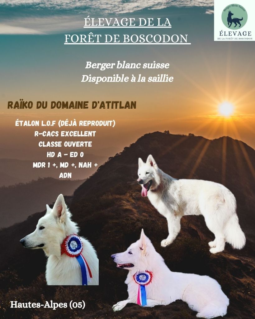 Disponible à la saillie