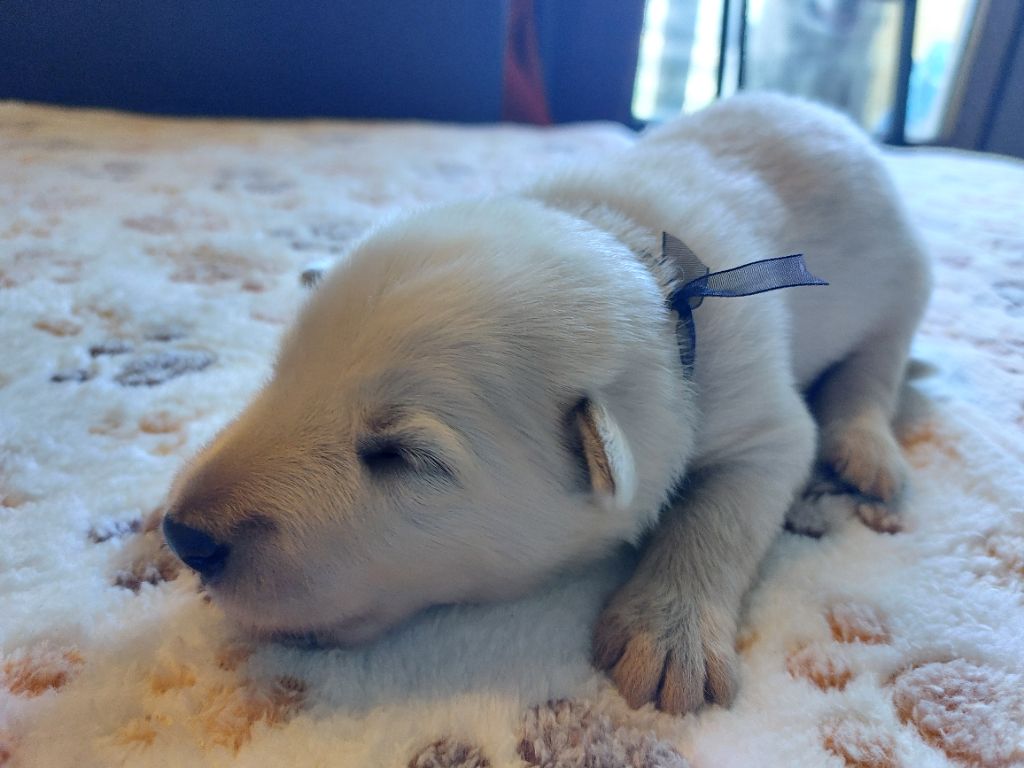 De La Forêt De Boscodon - Chiots disponibles - Berger Blanc Suisse