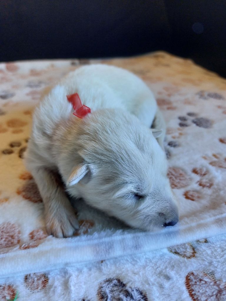 De La Forêt De Boscodon - Chiots disponibles - Berger Blanc Suisse