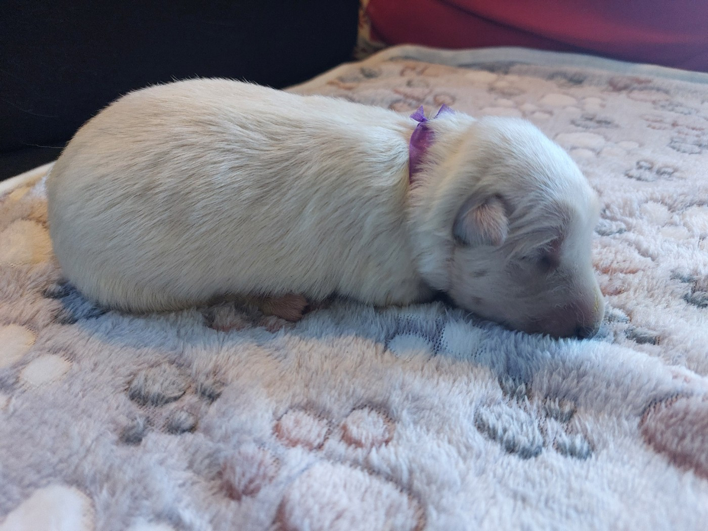 De La Forêt De Boscodon - Chiots disponibles - Berger Blanc Suisse