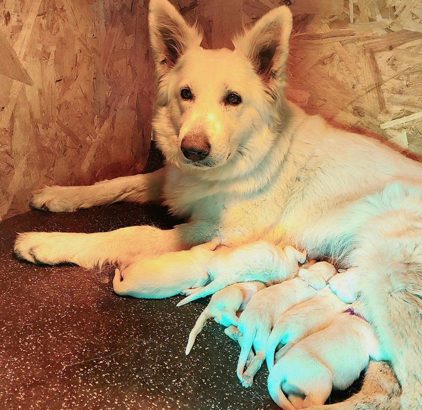 Chiot Berger Blanc Suisse De La Forêt De Boscodon