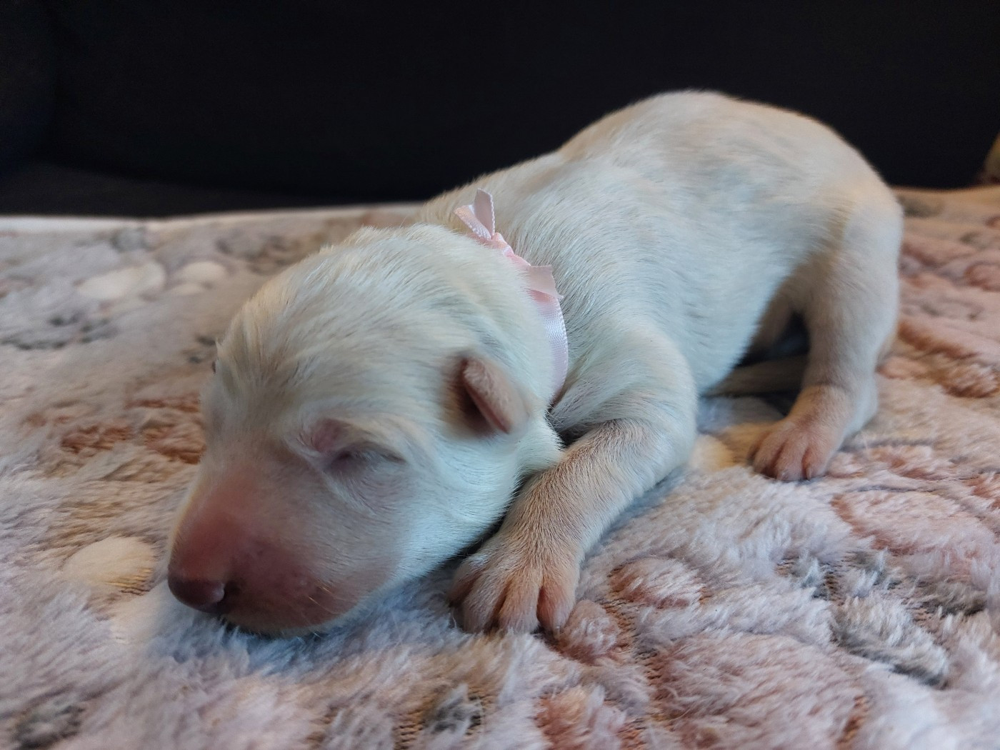 De La Forêt De Boscodon - Chiots disponibles - Berger Blanc Suisse