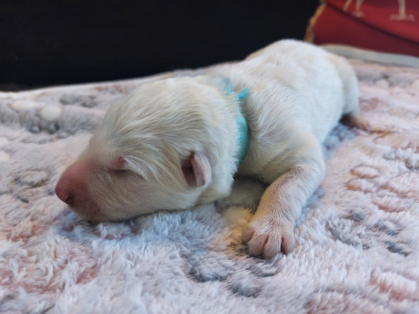 De La Forêt De Boscodon - Chiots disponibles - Berger Blanc Suisse