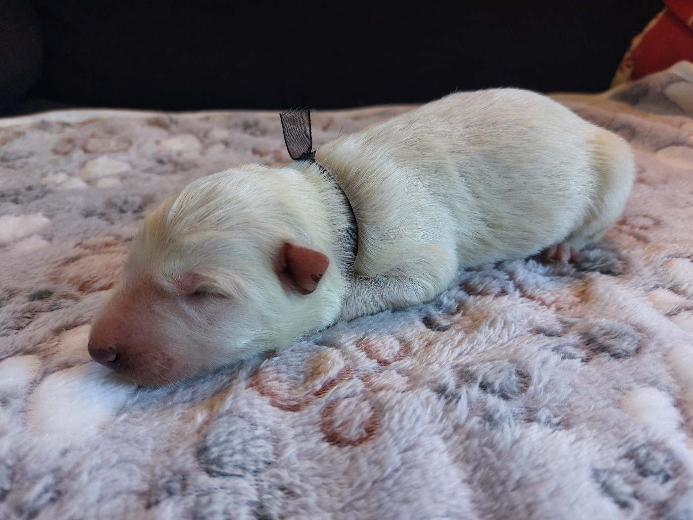 De La Forêt De Boscodon - Chiots disponibles - Berger Blanc Suisse