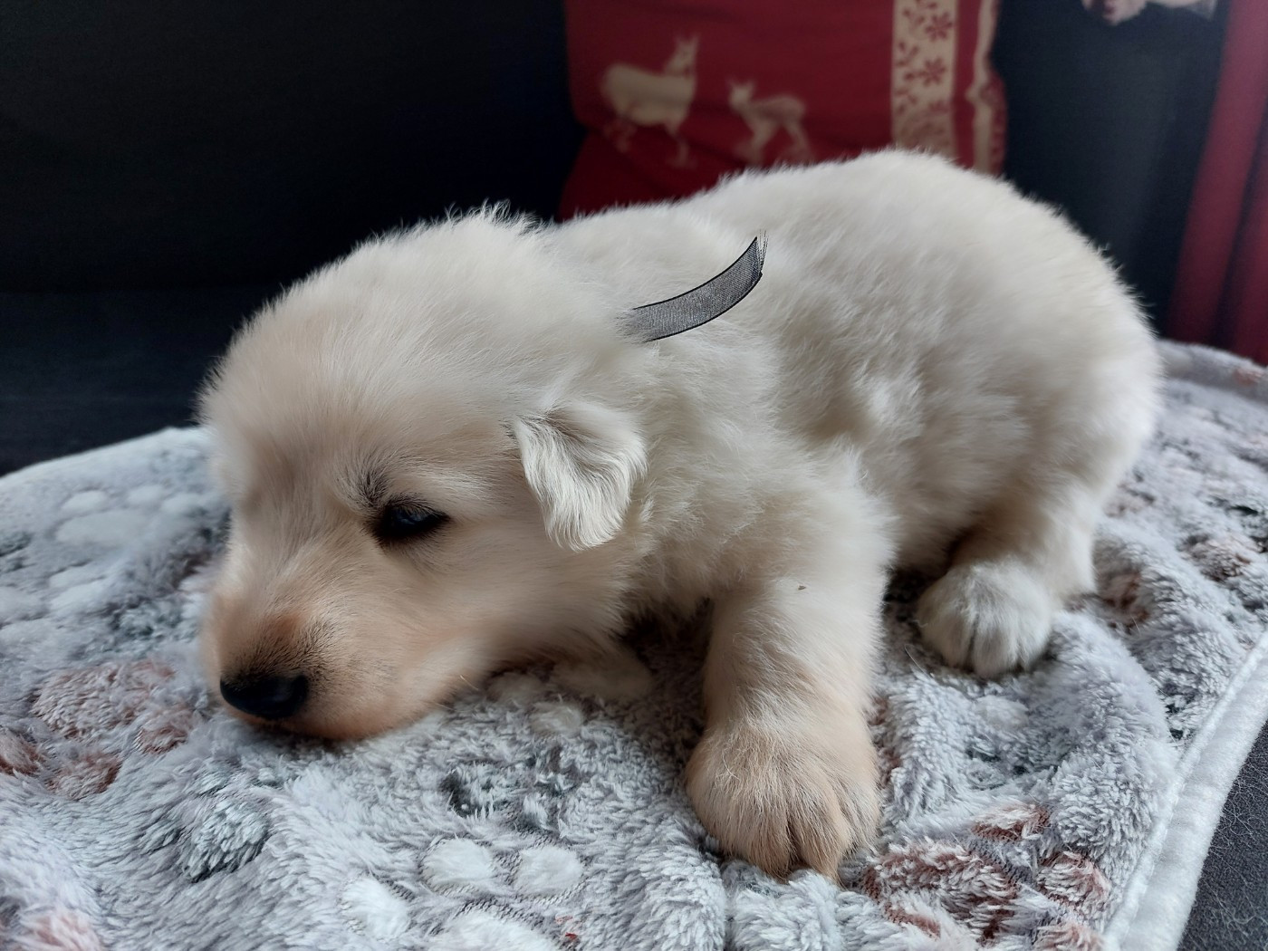 De La Forêt De Boscodon - Chiots disponibles - Berger Blanc Suisse