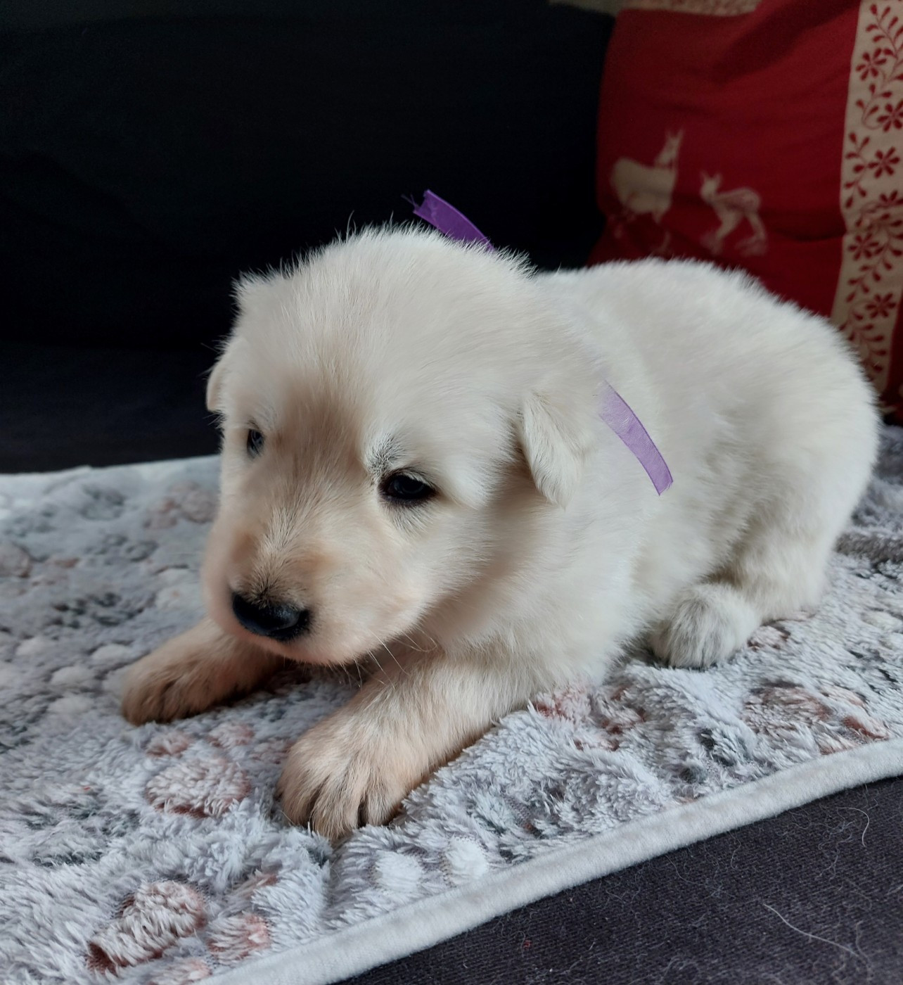 De La Forêt De Boscodon - Chiots disponibles - Berger Blanc Suisse