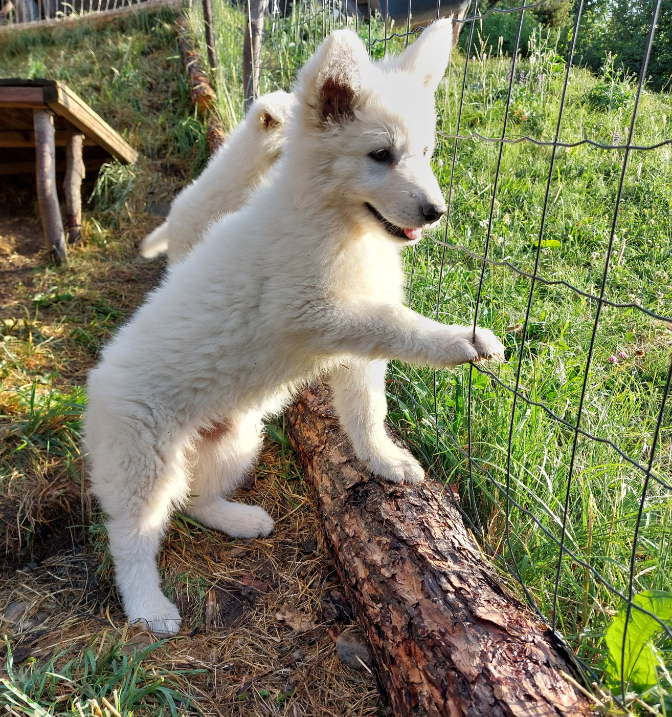 De La Forêt De Boscodon - Chiots disponibles - Berger Blanc Suisse