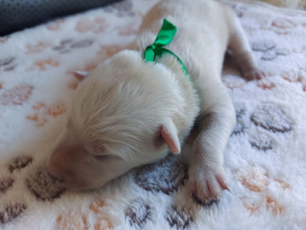 De La Forêt De Boscodon - Chiots disponibles - Berger Blanc Suisse
