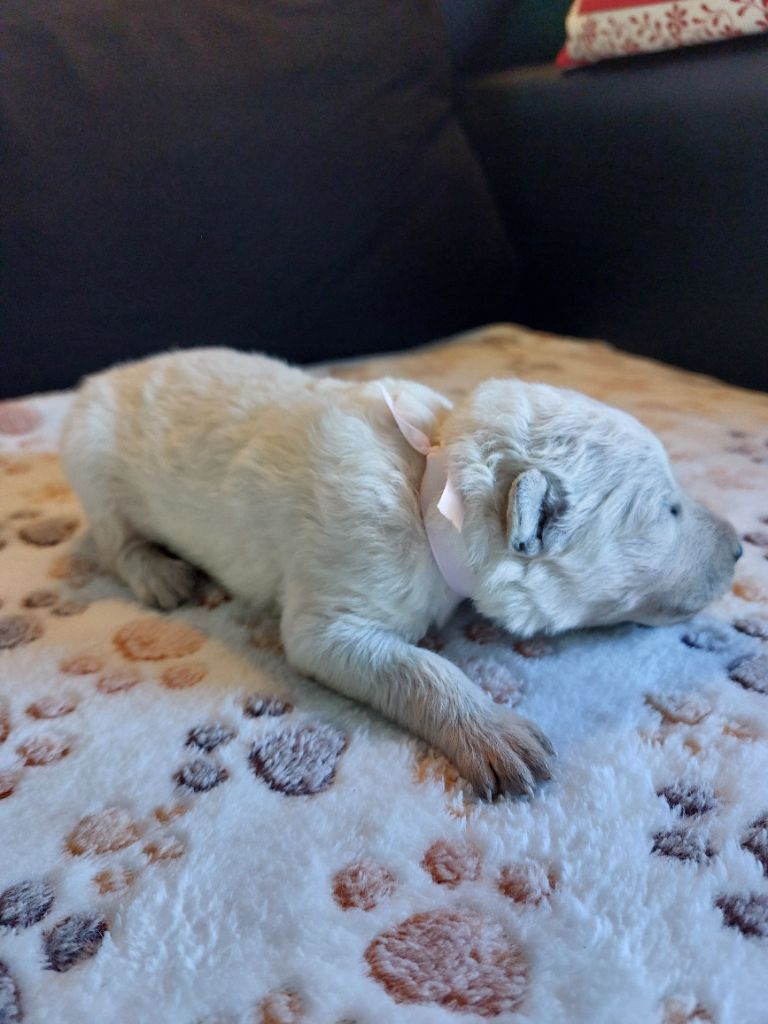 De La Forêt De Boscodon - Chiots disponibles - Berger Blanc Suisse