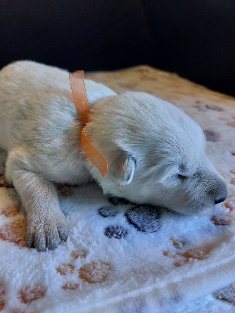De La Forêt De Boscodon - Chiots disponibles - Berger Blanc Suisse