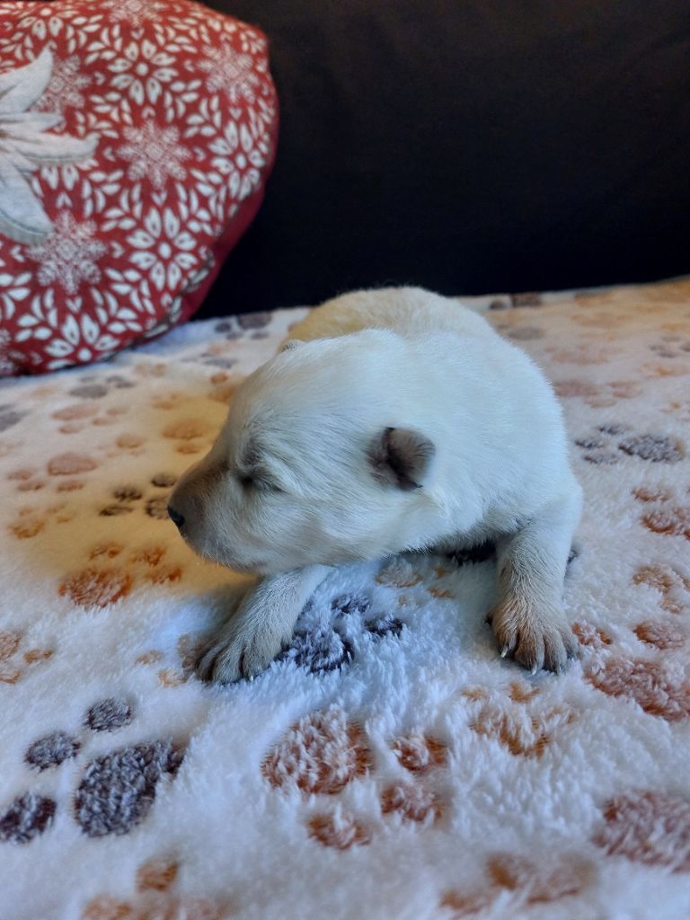 De La Forêt De Boscodon - Chiots disponibles - Berger Blanc Suisse