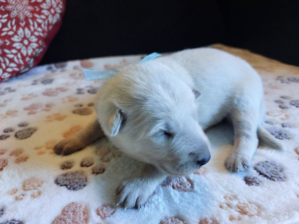 De La Forêt De Boscodon - Chiots disponibles - Berger Blanc Suisse