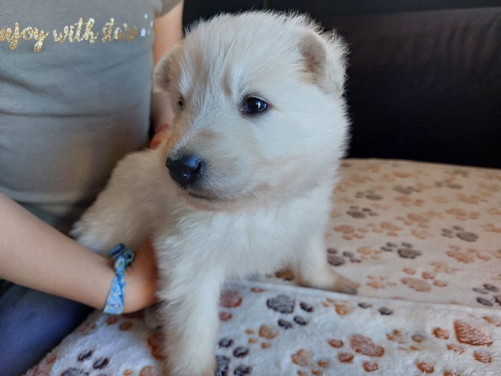 De La Forêt De Boscodon - Chiots disponibles - Berger Blanc Suisse